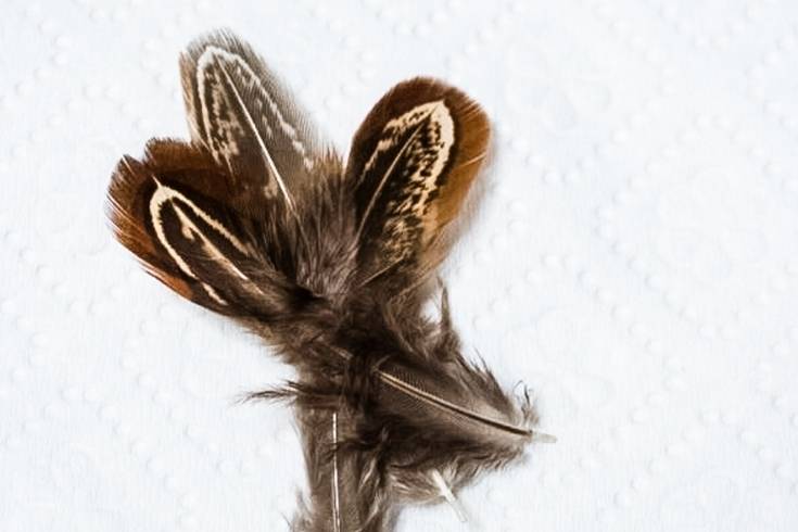 cut natural feathers down to size