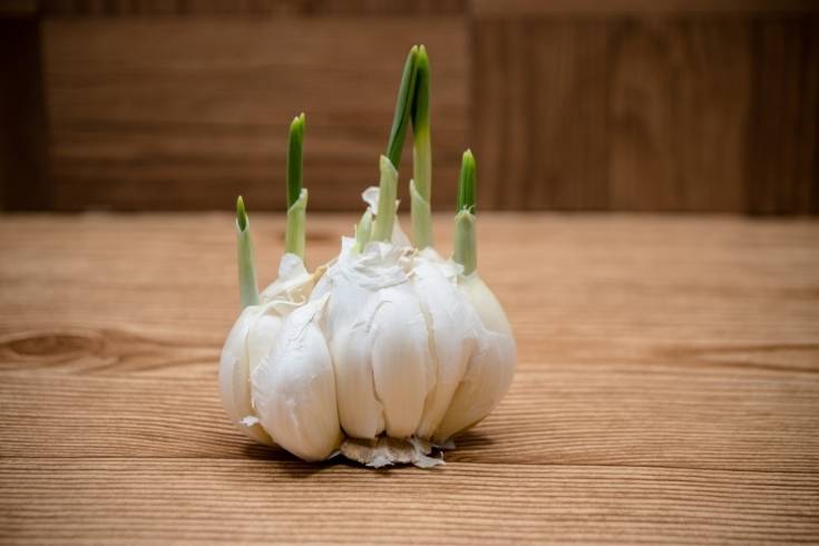 How to Propagate Garlic from Cloves