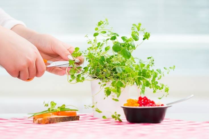 How to Regrow Herbs From Cuttings (1)