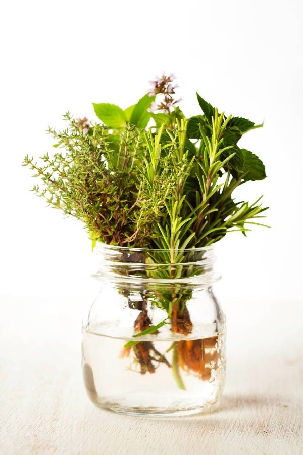 How to Regrow Herbs From Cuttings