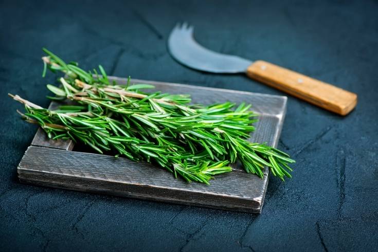 cut rosemary to propagate from cuttings