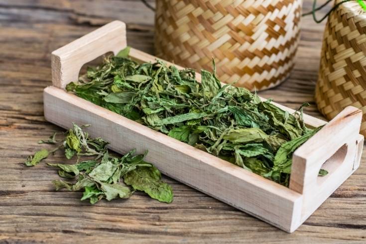 how to harvest and dry stevia leaves