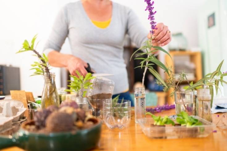 growing herb cuttings in water how to