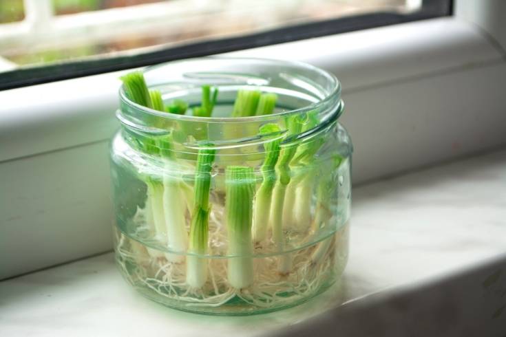 grown green onions from scraps