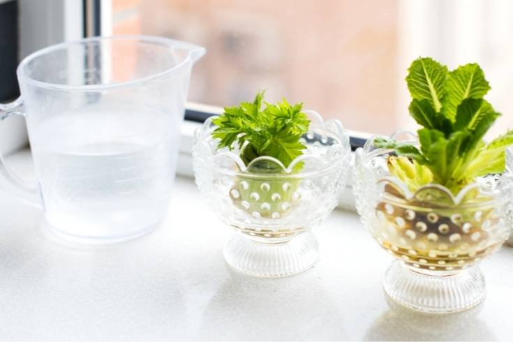 how to grow celery from scraps (1)