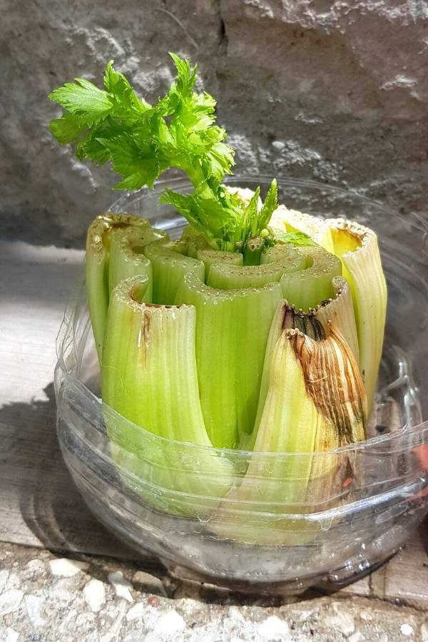 how to grow celery from scraps