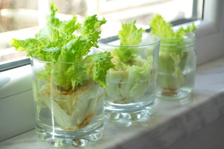 how to grow lettuce in water (1)