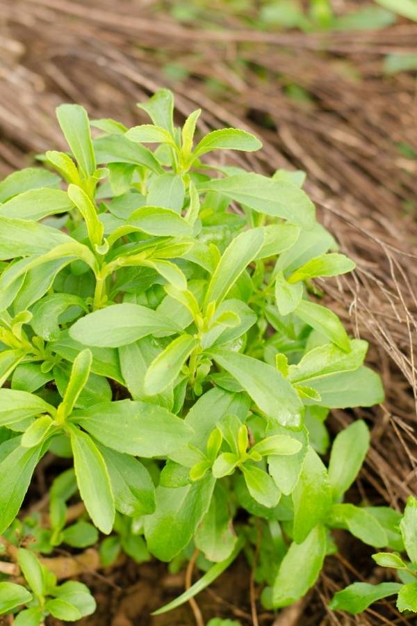Tips on how to grow stevia