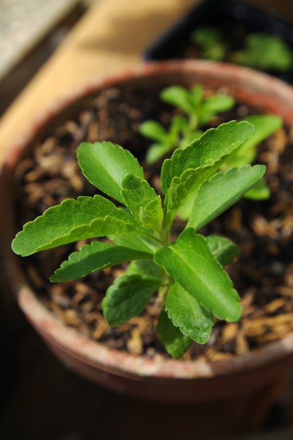 how to grow stevia in pots