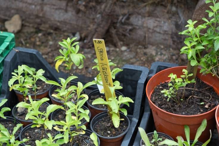 how to grow stevia
