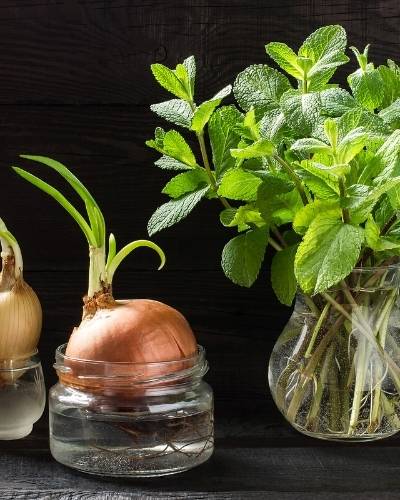 how to grow vegetables from scrap and propagate herbs from cuttings