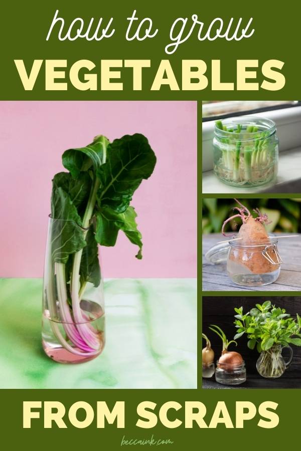 how to grow vegetables from scraps (1)