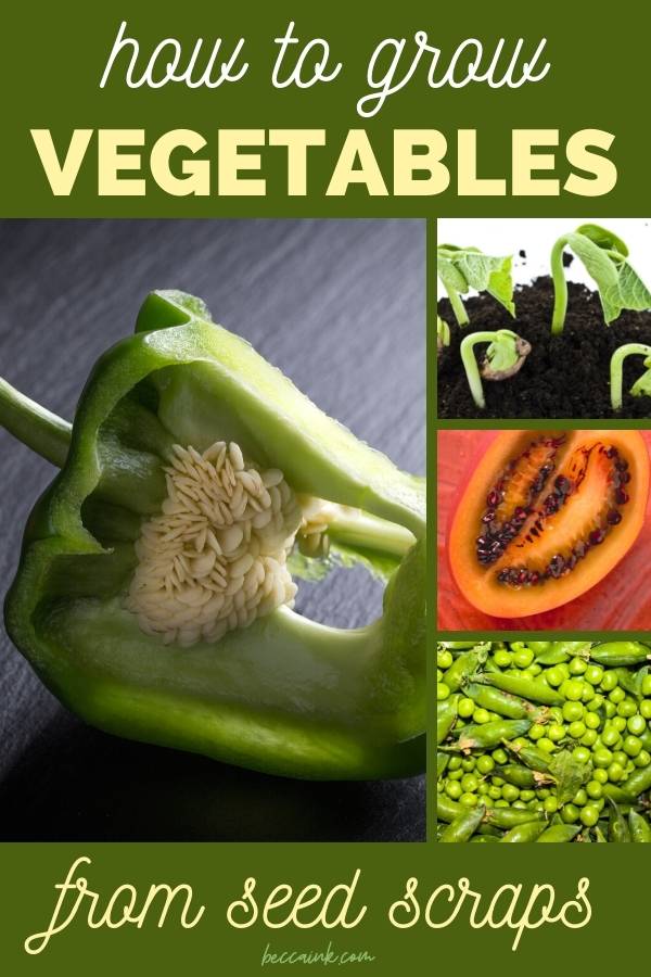 how to grow vegetables from seed scraps