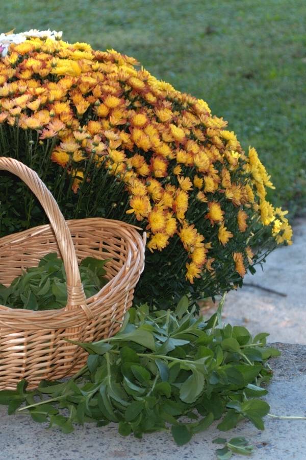 how to harvest stevia