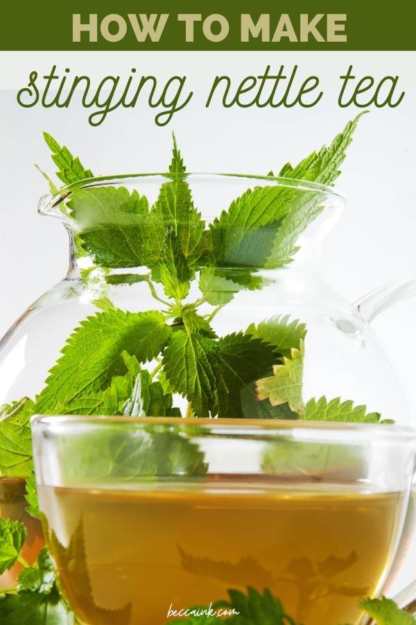 Nettles for Seasonal Allergies {naturally safe and effective}