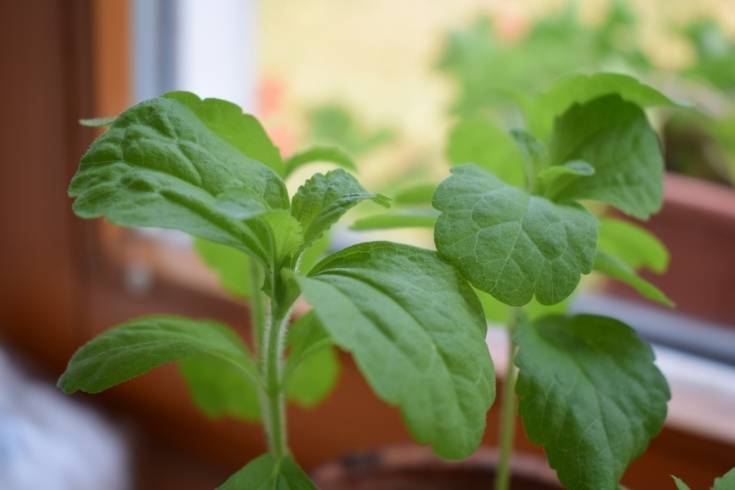 how to propagate stevia and grow cuttings in water