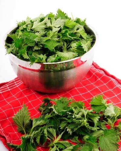 nettle for allergy relief