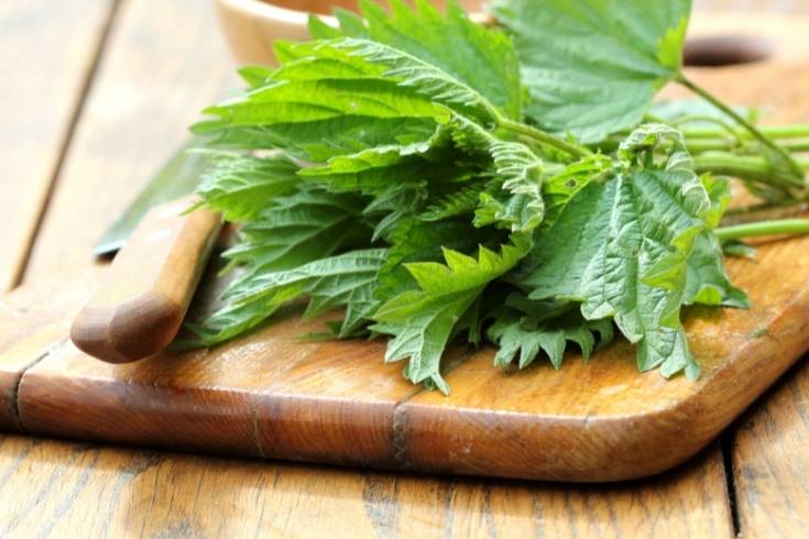 stinging nettle for allergies