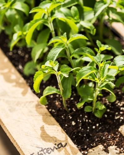 tips on how to grow stevia