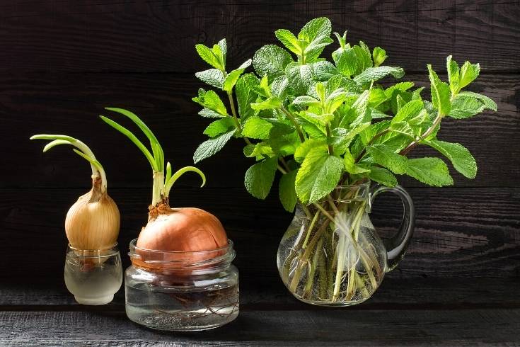 vegetable and herb cuttings growing in water