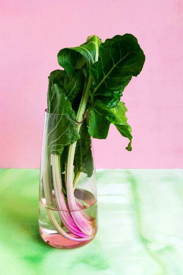 windowsill plants from kitchen scraps
