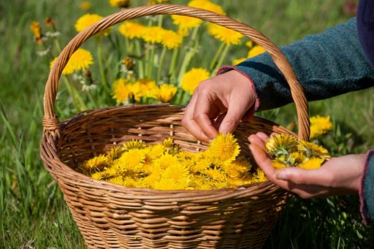 dandelion oil benefits for skin