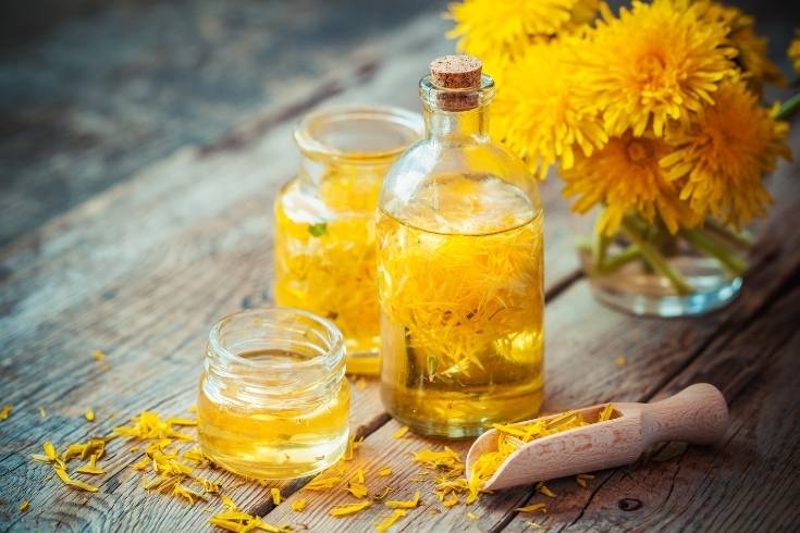 dandelion oil uses and benefits for skin