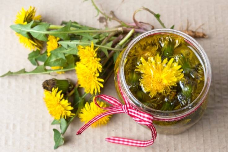 how to make fresh dandelion oil infusion