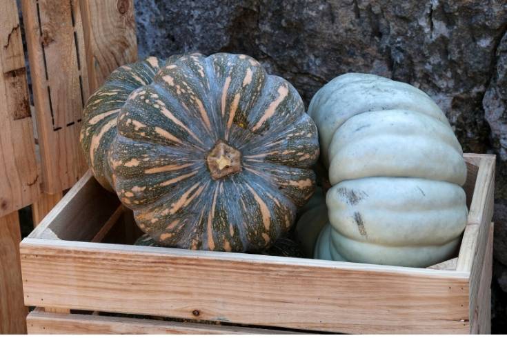 kent pumpkins for making homemade soups for fall